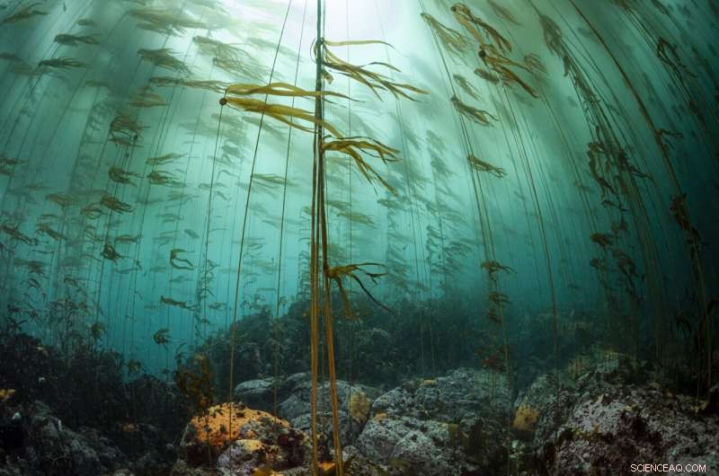 Sea Urchin Behavior Drives Kelp Forest Loss and Regrowth on Monterey Peninsula
