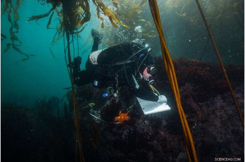 Sea Urchin Behavior Drives Kelp Forest Loss and Regrowth on Monterey Peninsula