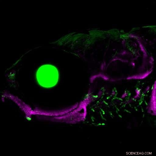 Tracing the Evolutionary Path of Developmental Biology