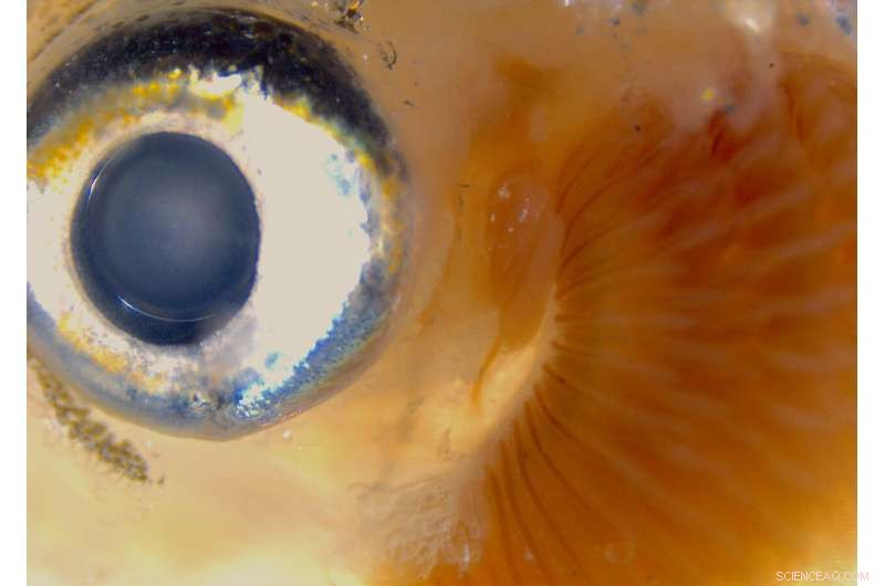 Tracing the Evolutionary Path of Developmental Biology