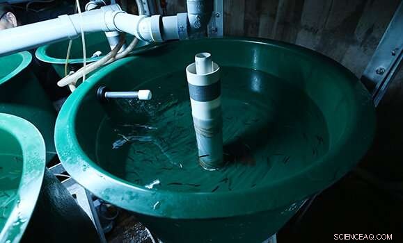 Rescuing the Last Atlantic Whitefish: Conservation Efforts for an Ancient Species