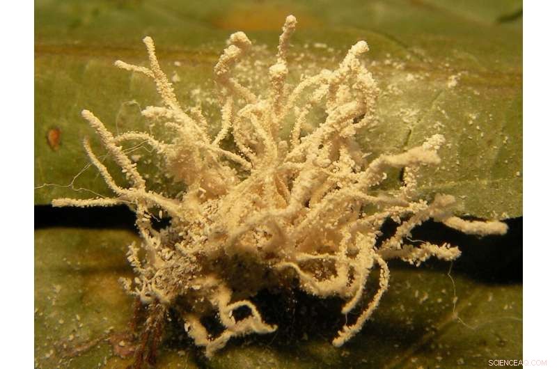 New Fungus Species Gibellula bang-bangus Discovered on Cave Spider Host