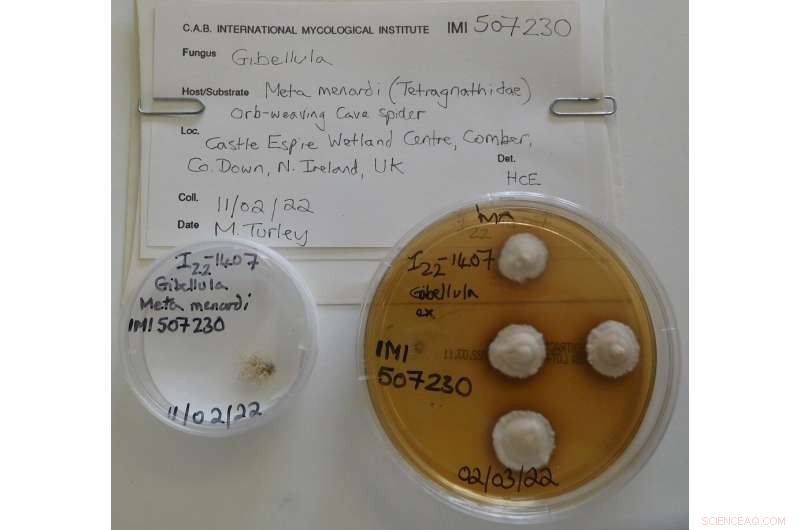 New Fungus Species Gibellula bang-bangus Discovered on Cave Spider Host