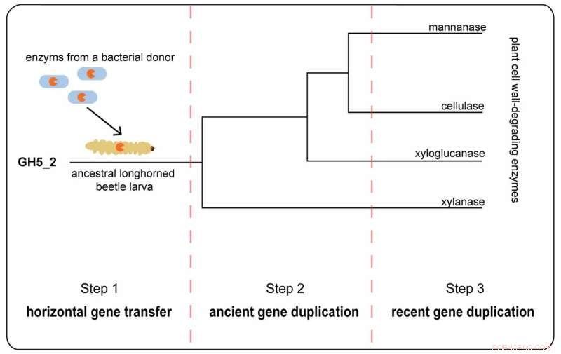 How a Bacterial Enzyme Fueled Longhorned Beetle Evolution