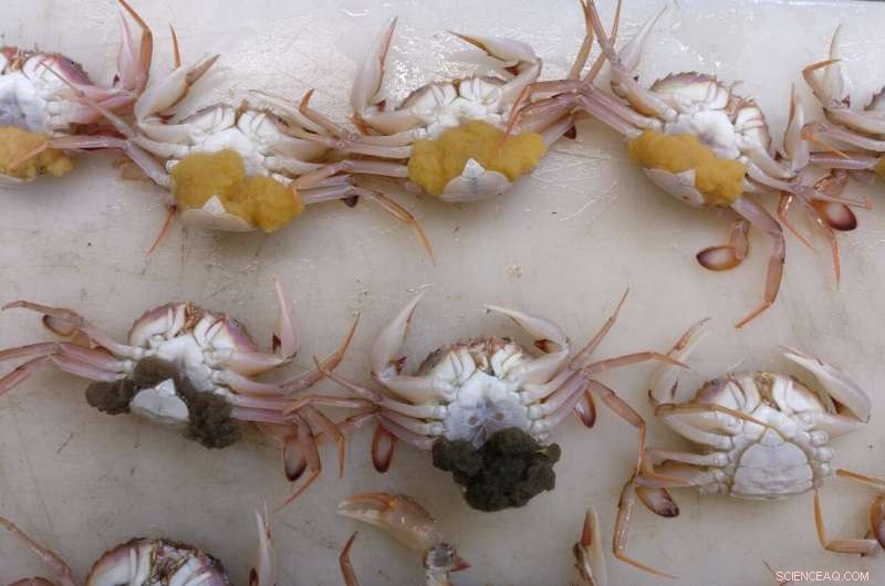 Dynamic Ocean Fronts Shape Gene Flow in Mediterranean Harbour Crabs