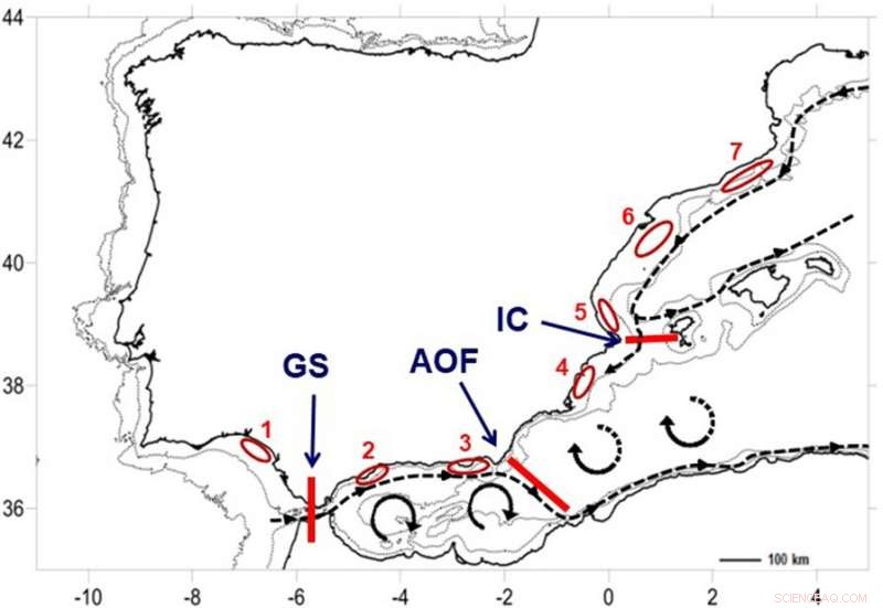 Dynamic Ocean Fronts Shape Gene Flow in Mediterranean Harbour Crabs