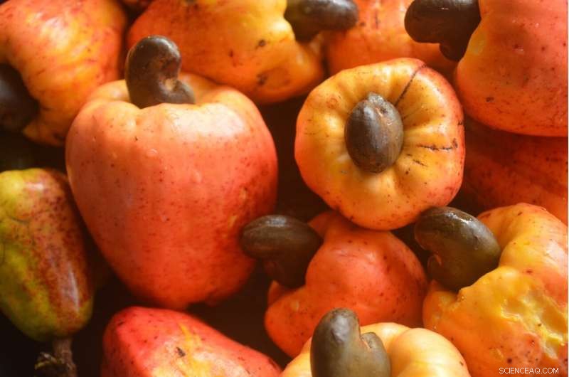 Nigeria’s Cashew Waste: Turning By-Products into High-Value Citric Acid