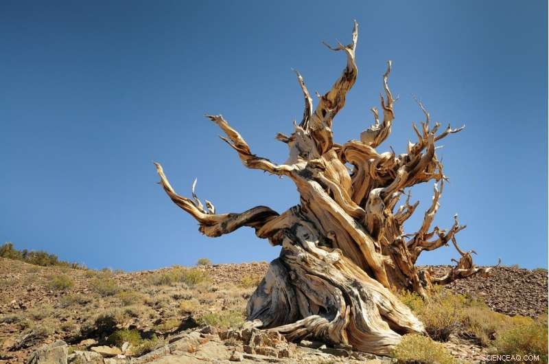 Saving the World’s Oldest Trees: Battling Drought and Bark Beetles