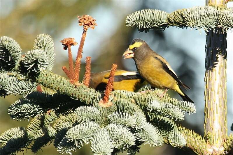 Survey Finds Dramatic Decline in Evening Grosbeak Populations