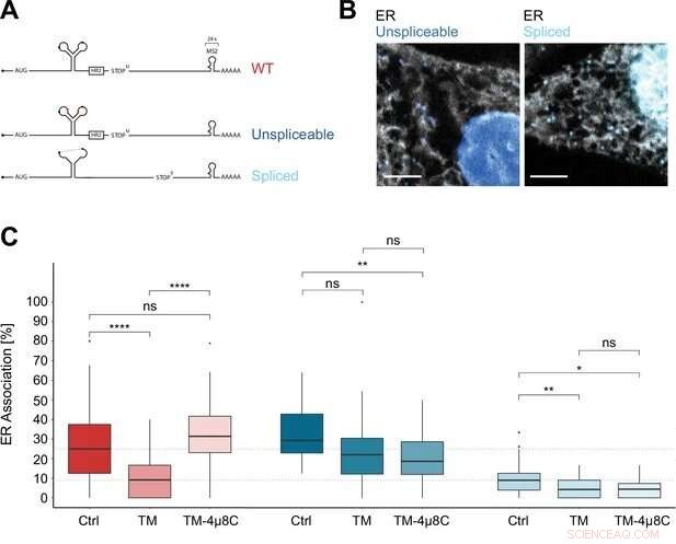 How Cells Combat Stress: A Live‑Cell Video Guide