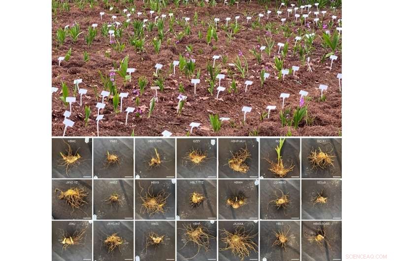 Scientists Identify High-Quality Bletilla Populations for Germplasm and Trait Selection