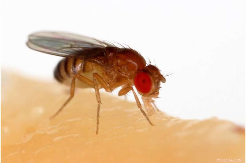 Fruit Flies Detect and Avoid Excess Salt: New Insights into Sensory Mechanisms