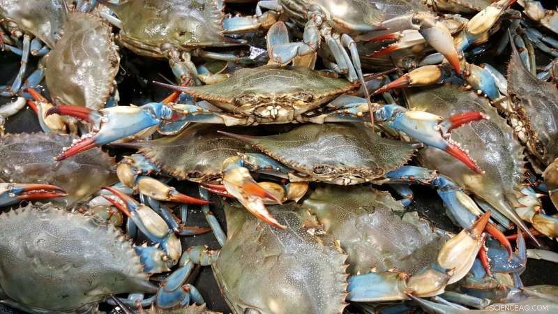 Maryland Implements New Crabbing Limits to Protect Declining Blue Crab Populations
