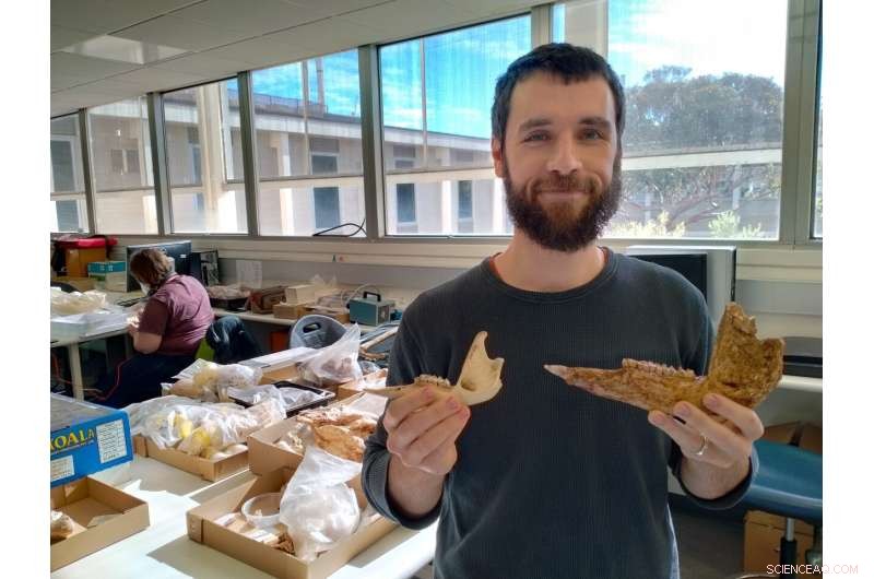 New Giant Fossil Kangaroo Discovered in Papua New Guinea Reveals Unexpected Evolutionary Link