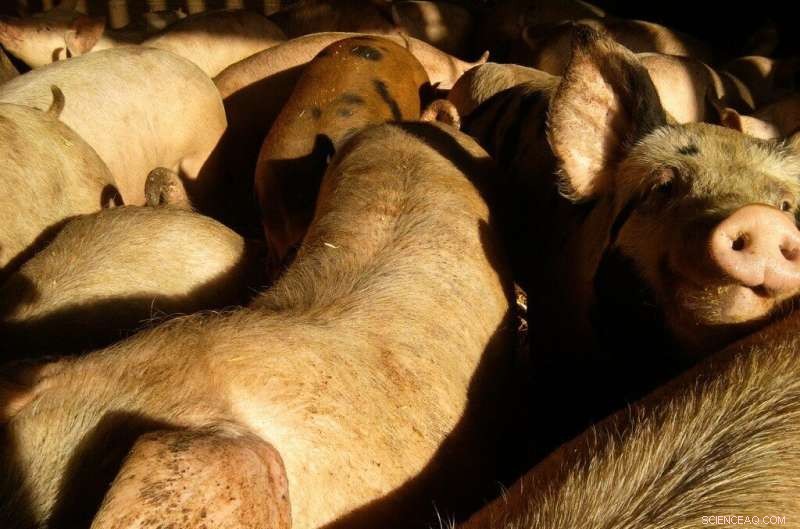 Livestock-Linked MRSA Strain Exhibits Extreme Antibiotic Resistance, Capable of Transmitting to Humans