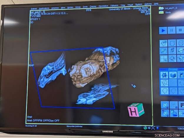 Mapping the Bearded Dragon Brain: First High-Resolution MRI Atlas Created by Researchers