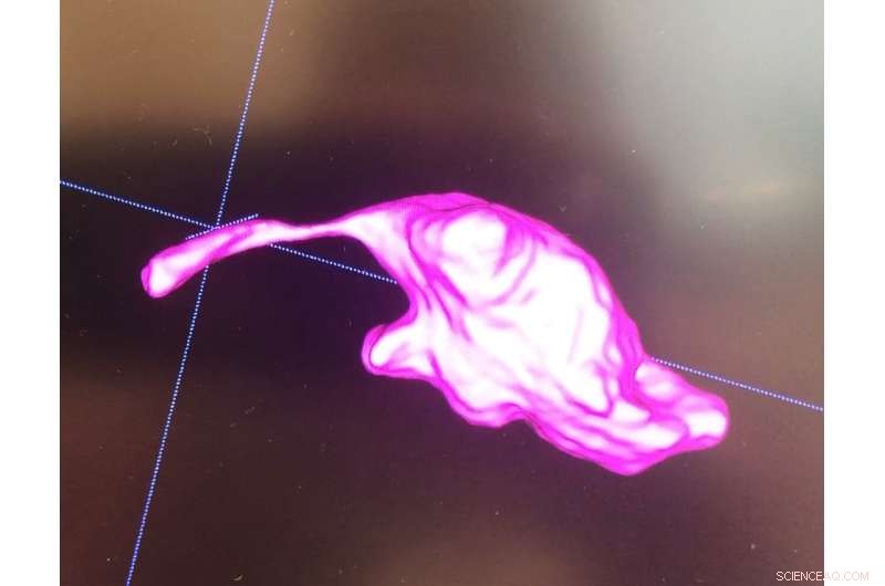 Mapping the Bearded Dragon Brain: First High-Resolution MRI Atlas Created by Researchers