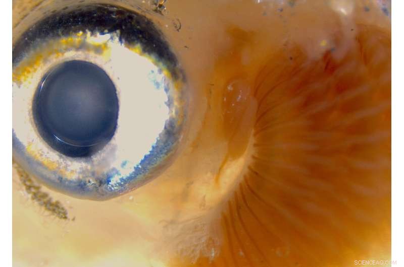 How Vertebrates Developed Their First Jaws: A Deep Dive into Evolution