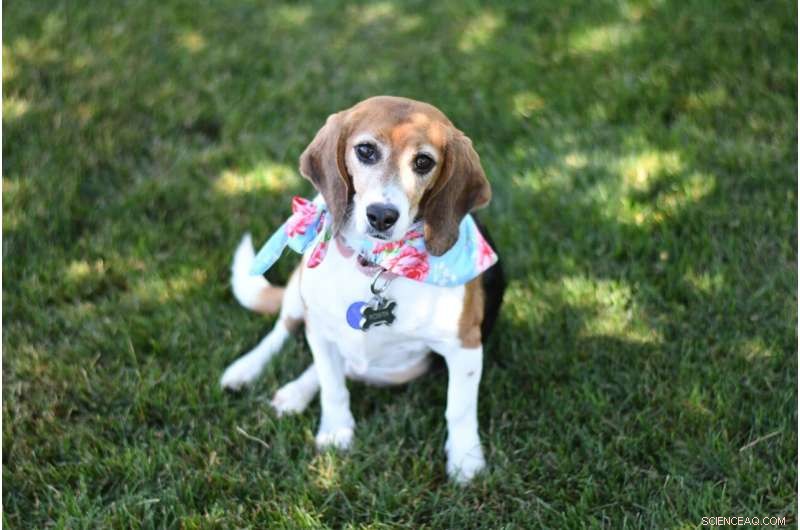 Global Study Reveals Insights into Canine Microbiomes