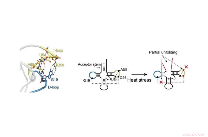 Elucidating Small RNA Structures Paves the Way for Next-Gen Therapeutics