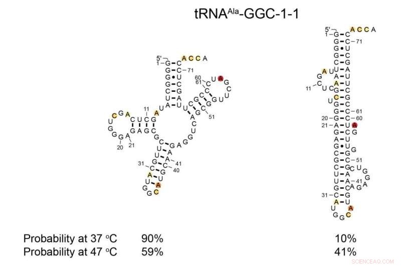 Elucidating Small RNA Structures Paves the Way for Next-Gen Therapeutics