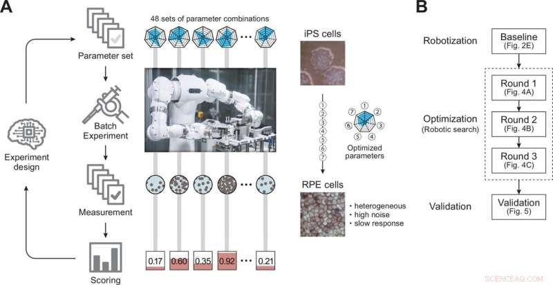 Human-Robot-AI Collaboration Accelerates Regenerative Medicine Advances