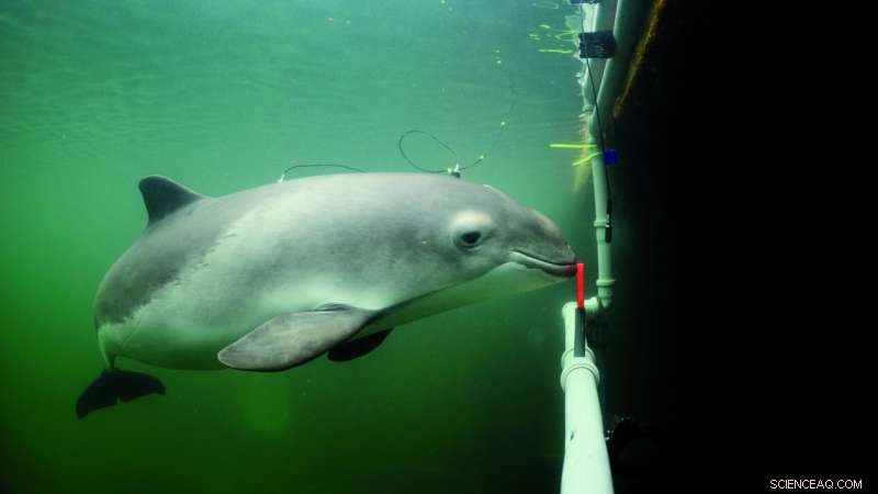 Study Calls for Updated Noise Regulations to Protect Seals & Porpoises