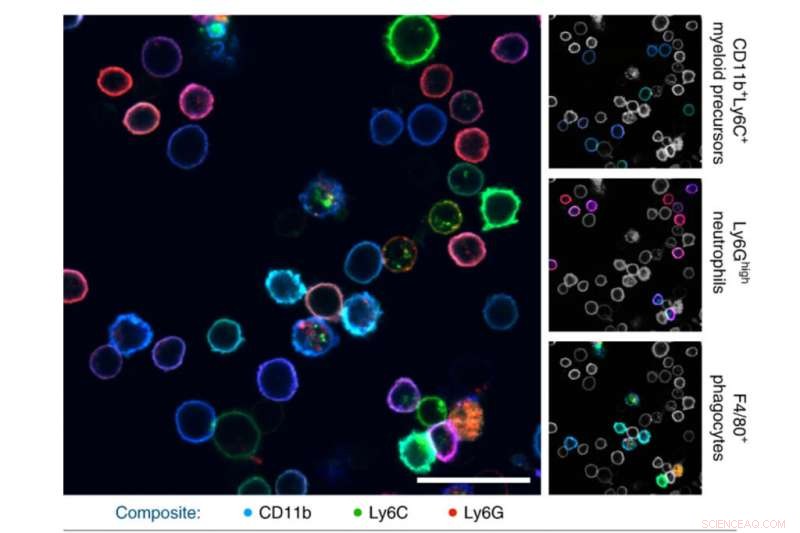 Innovative Bioengineering Method Enables Safe, Multicolor Tracking of Living Cells