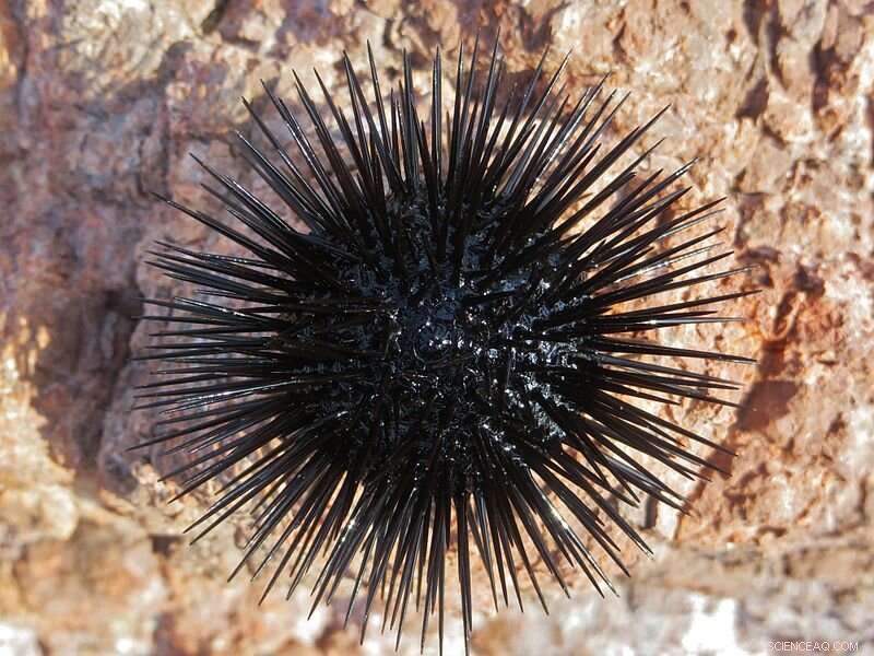 Mediterranean Sea Urchins Thrive in Hot, Acidic Waters: A Study of Adaptation