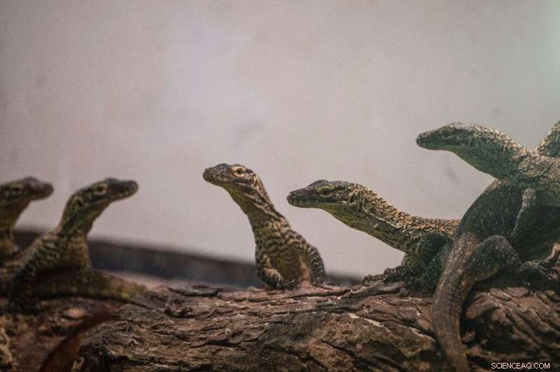 Indonesian Zoo Successfully Breeds Dozens of Endangered Komodo Dragons in Captivity