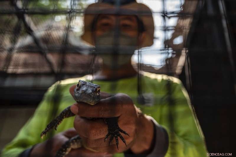 Indonesian Zoo Successfully Breeds Dozens of Endangered Komodo Dragons in Captivity