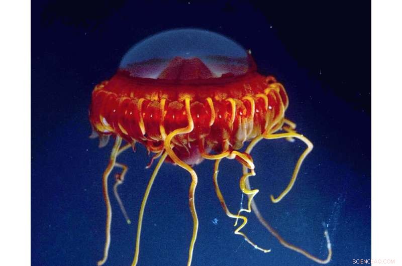 Abyssal Life: A Stunning yet Fragile Struggle for Survival