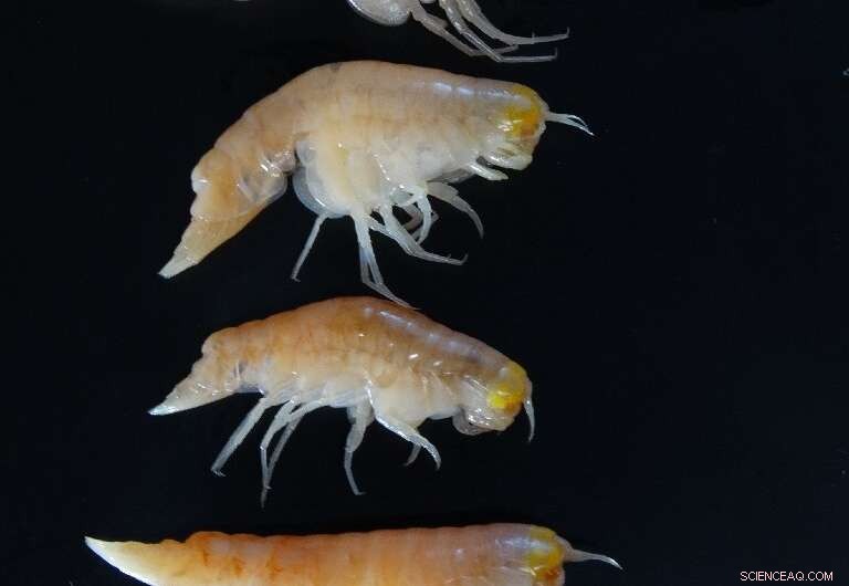 Abyssal Life: A Stunning yet Fragile Struggle for Survival