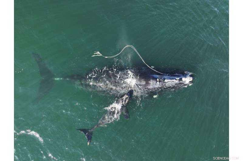 Whale Entanglements Decline, Yet Pose Significant Threat, Federal Report Finds