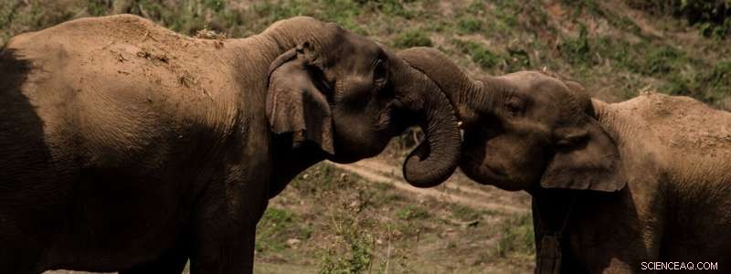 Asian Elephant Social Behavior Does Not Influence Intestinal Parasite Load