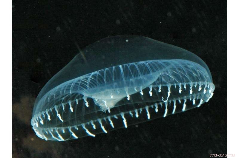 Measuring Biomolecule Temperatures in Ion‑Storage Rings with Jellyfish Protein