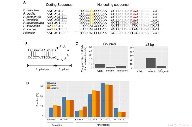 New Research Highlights Sequence and Structural Variations in Strawberry Mitochondrial Genomes
