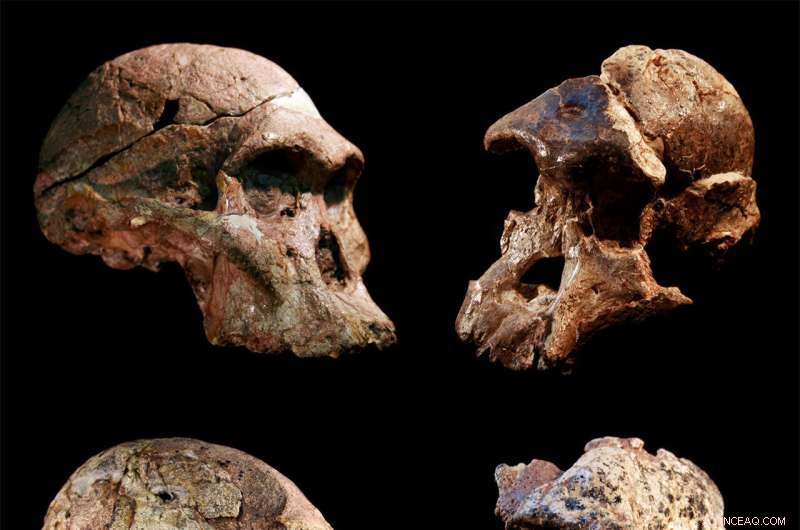 Sterkfontein Australopithecus fossils now dated to  3.4 Myr, reshaping human evolution