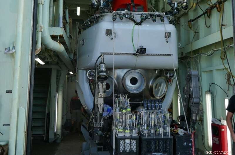 New Virus Discovery Sheds Light on the Origins of Complex Life