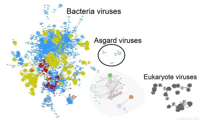 New Virus Discovery Sheds Light on the Origins of Complex Life