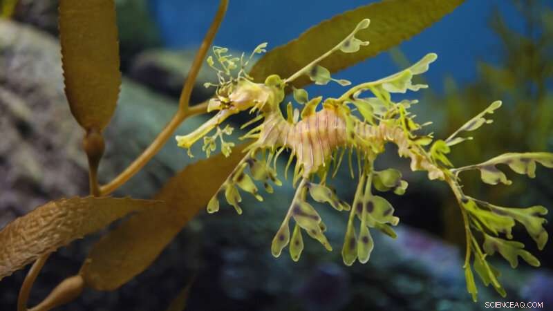 Sea Dragon Genes Reveal Secrets Behind Their Unique Appearance