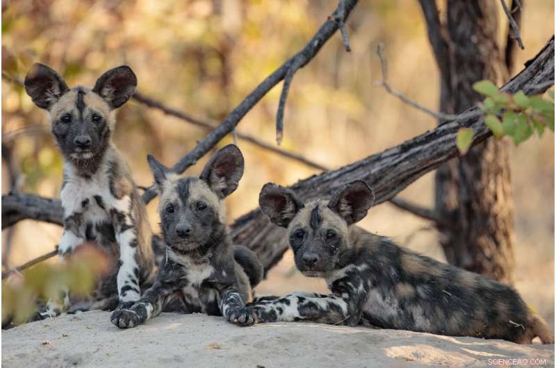 Climate Change Could Backfire on Top Predators, Study Finds