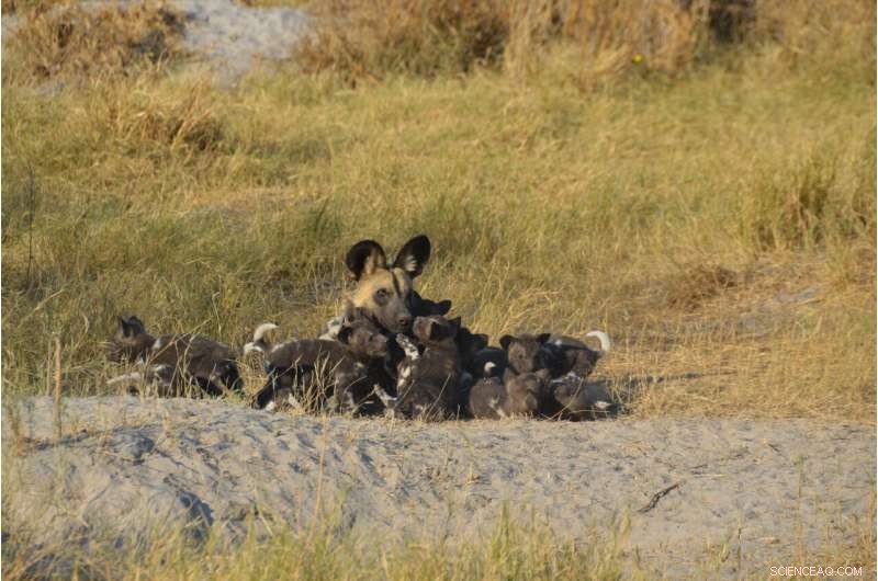 Climate Change Could Backfire on Top Predators, Study Finds