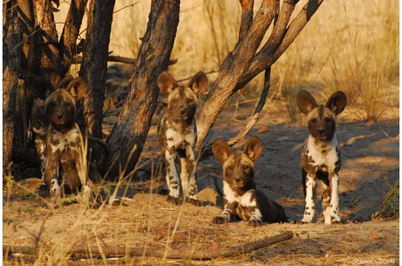 Climate Change Could Backfire on Top Predators, Study Finds