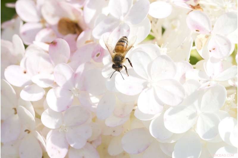 Bacterial Microbe Reduces Nutritional Stress in Honey Bees, Helping Prevent Colony Collapse