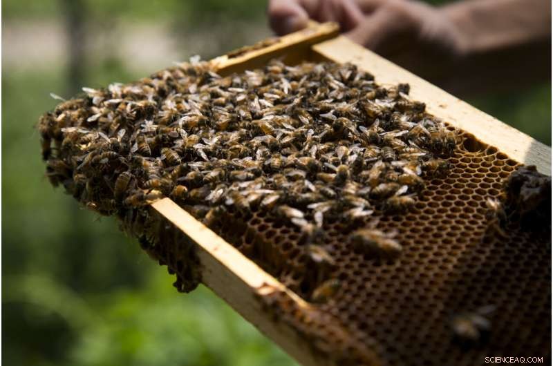 Bacterial Microbe Reduces Nutritional Stress in Honey Bees, Helping Prevent Colony Collapse
