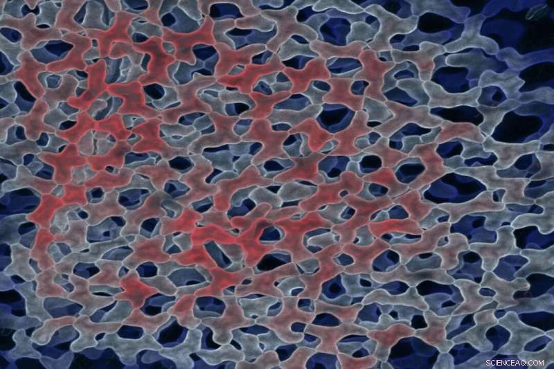 University of Saskatchewan Study Reveals How Mesophyll Cells Drive Photosynthesis