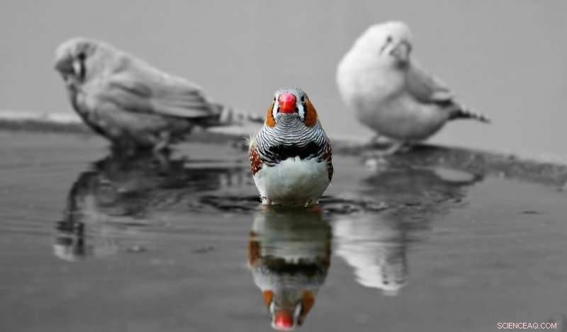 Study Links Rising Heat Waves to Declining Bird Populations