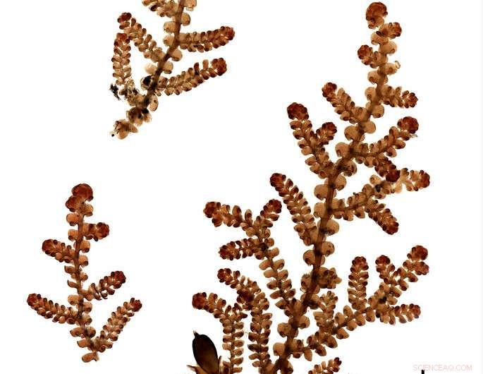 Unlocking Hidden Biodiversity Through Community-Driven Research and Experiential Learning