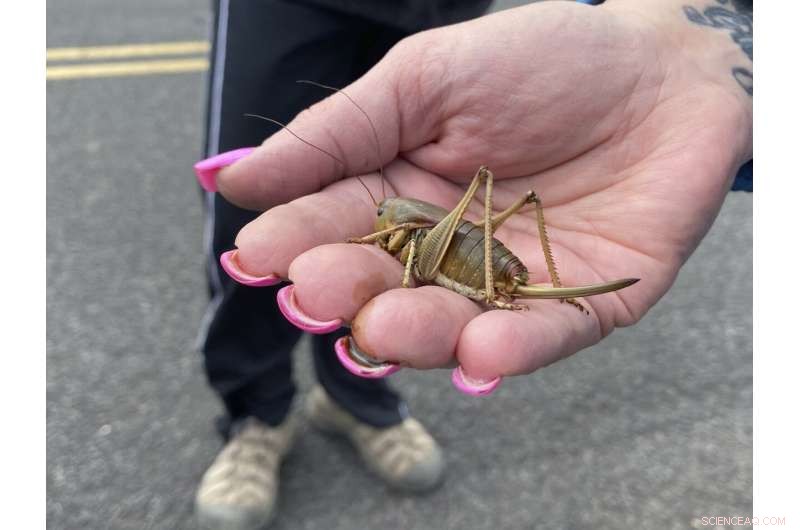 Mormon Cricket Swarms Prompt Oregon’s Pest‑Control Push
